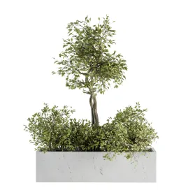 Indoor Plant Plant Set in Box